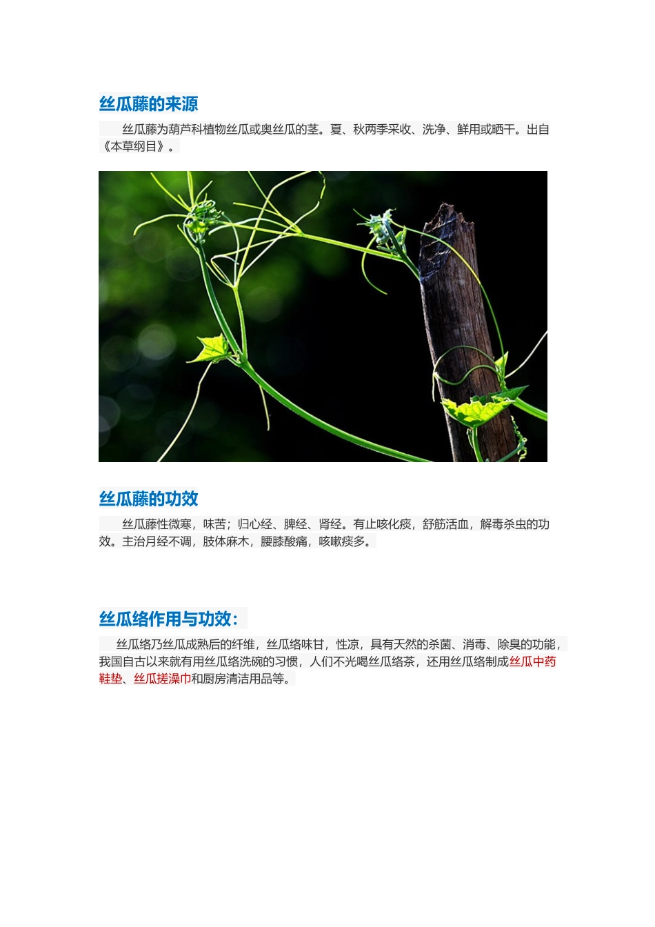 丝瓜藤功效与作用_第2页