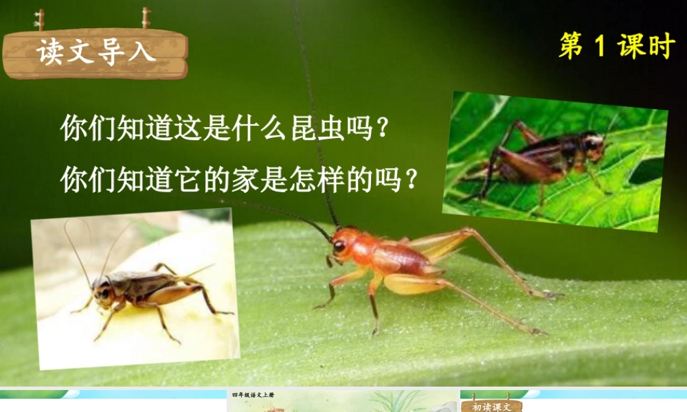 （24人教统编版小学语文）四年级上册第三单元11 蟋蟀的住宅【课件】