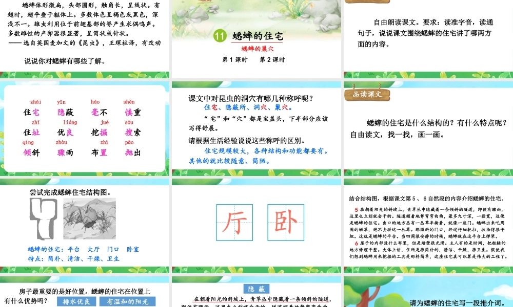 （24人教统编版小学语文）四年级上册第三单元11 蟋蟀的住宅【课件】