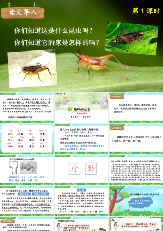 （24人教统编版小学语文）四年级上册第三单元11 蟋蟀的住宅【课件】