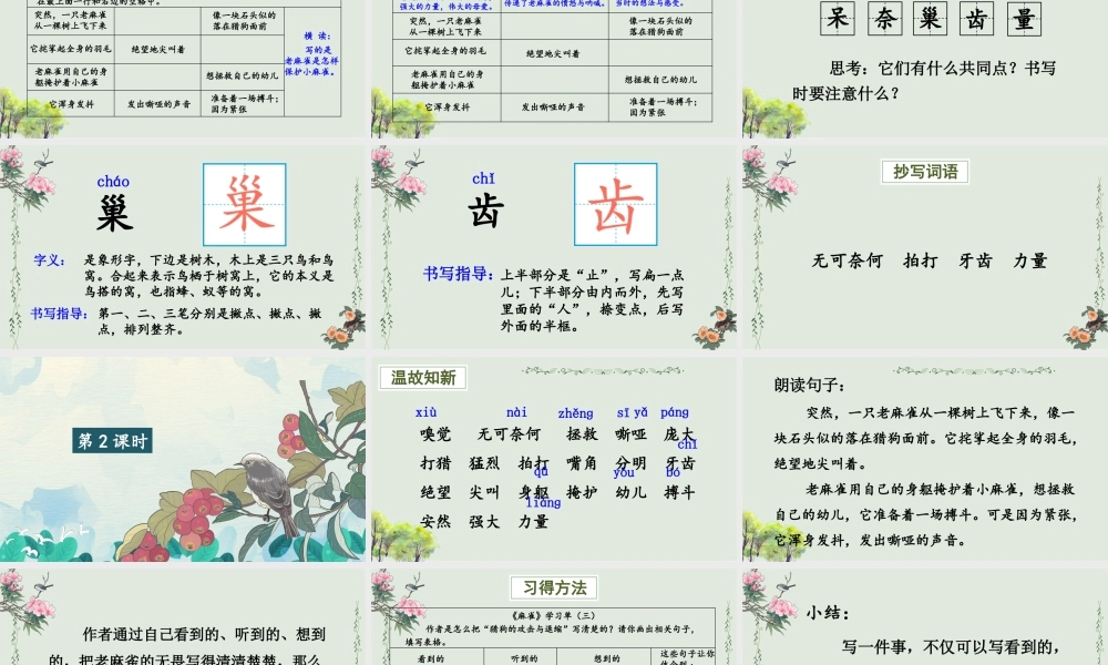 （24人教统编版小学语文）四年级上册第五单元16 麻雀【课件】