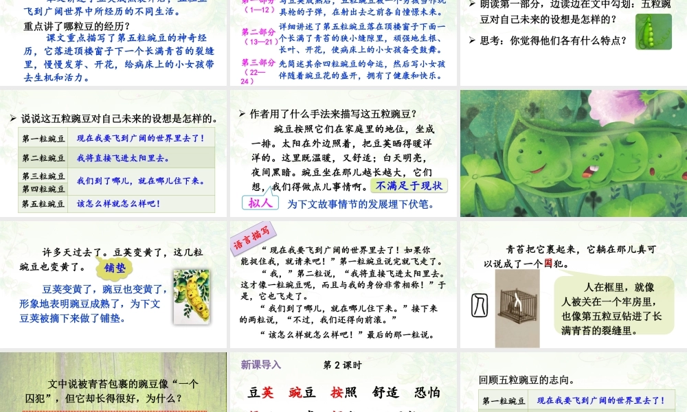【24统编版】小学语文四年级上册第二单元5 一个豆荚里的五粒豆课件