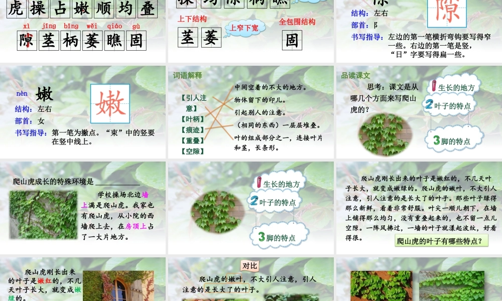 【24统编版】小学语文四年级上册第三单元10 爬山虎的脚课件