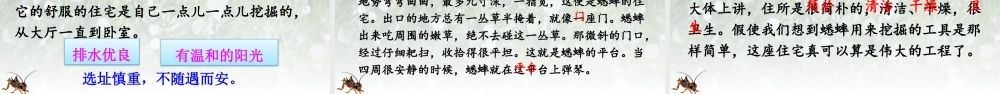 【24统编版】小学语文四年级上册第三单元11 蟋蟀的住宅课件