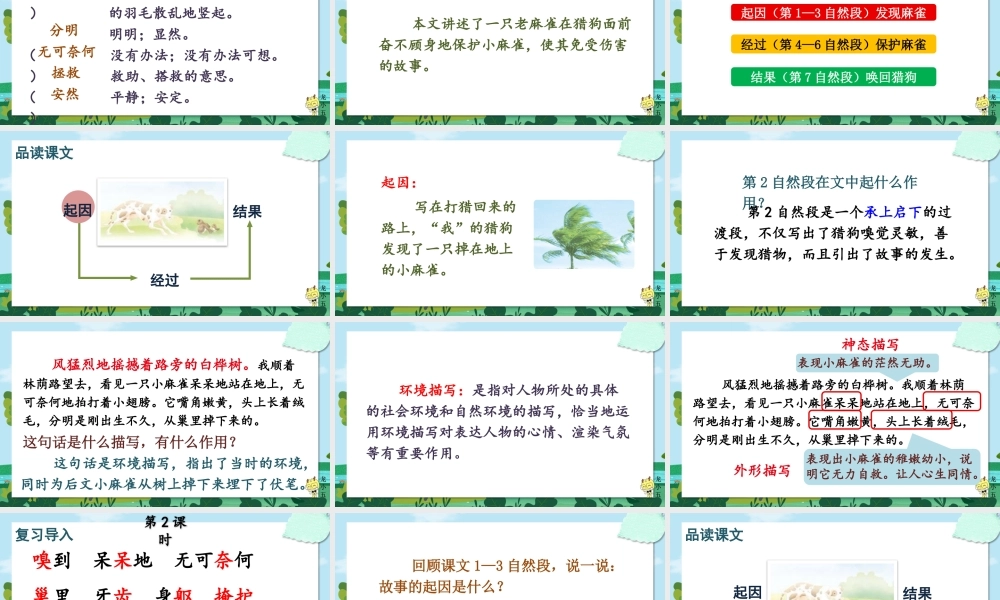 【24统编版】小学语文四年级上册第五单元16 麻雀课件