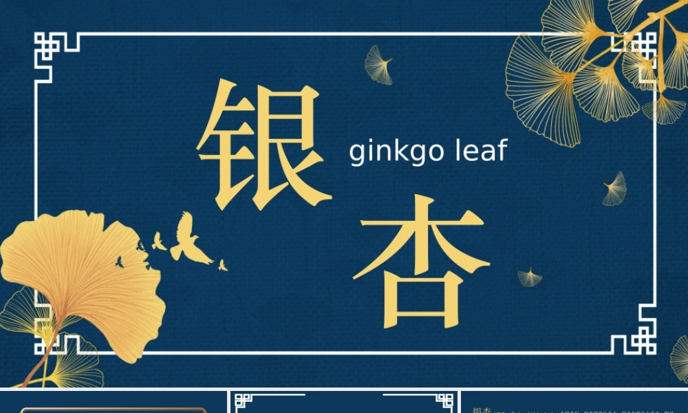 银杏课件介绍