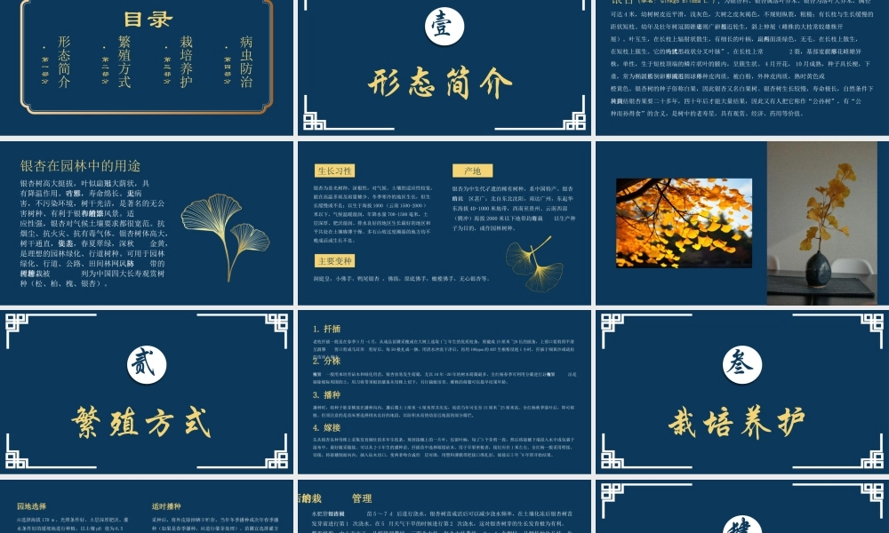 银杏课件介绍