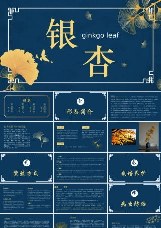 银杏课件介绍