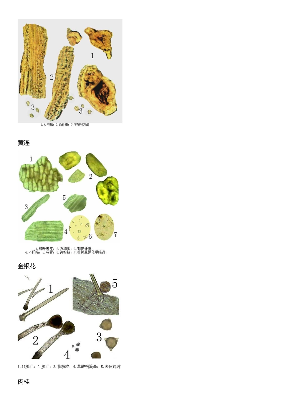 中药粉末显微特征整理_第3页