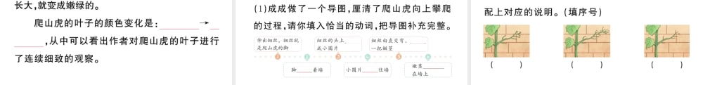 24统编版小学语文四年级上册第三单元10 爬山虎的脚-课堂过关练习课件