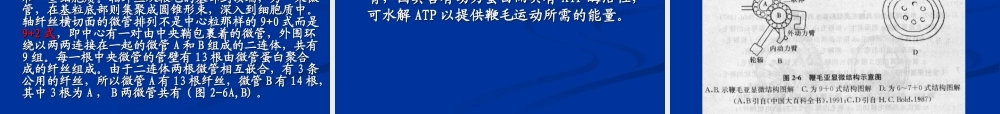 第二章-藻类的定义、细胞结构、繁殖、生活史及系统演化