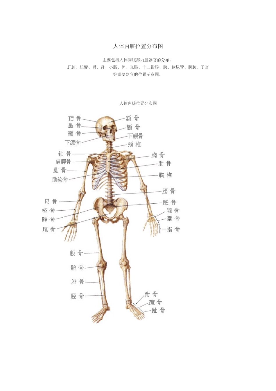 人体结构示意图68864_第2页