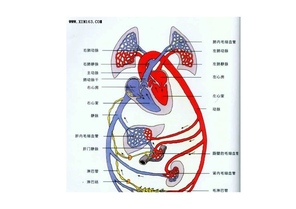 人体血液循环系统示意图_第3页