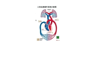 人体血液循环系统示意图