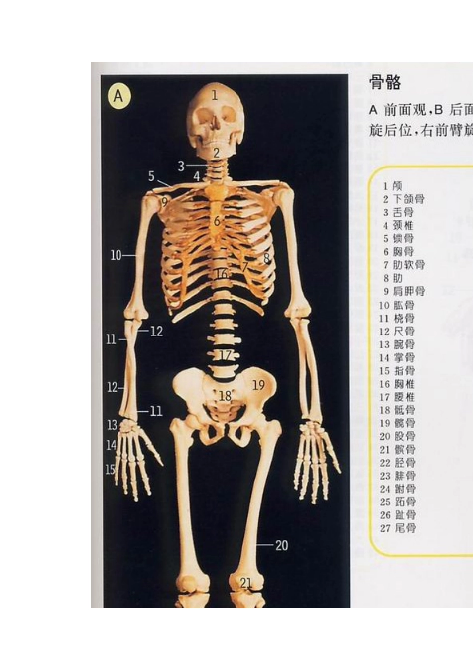 人体骨骼全图_第2页