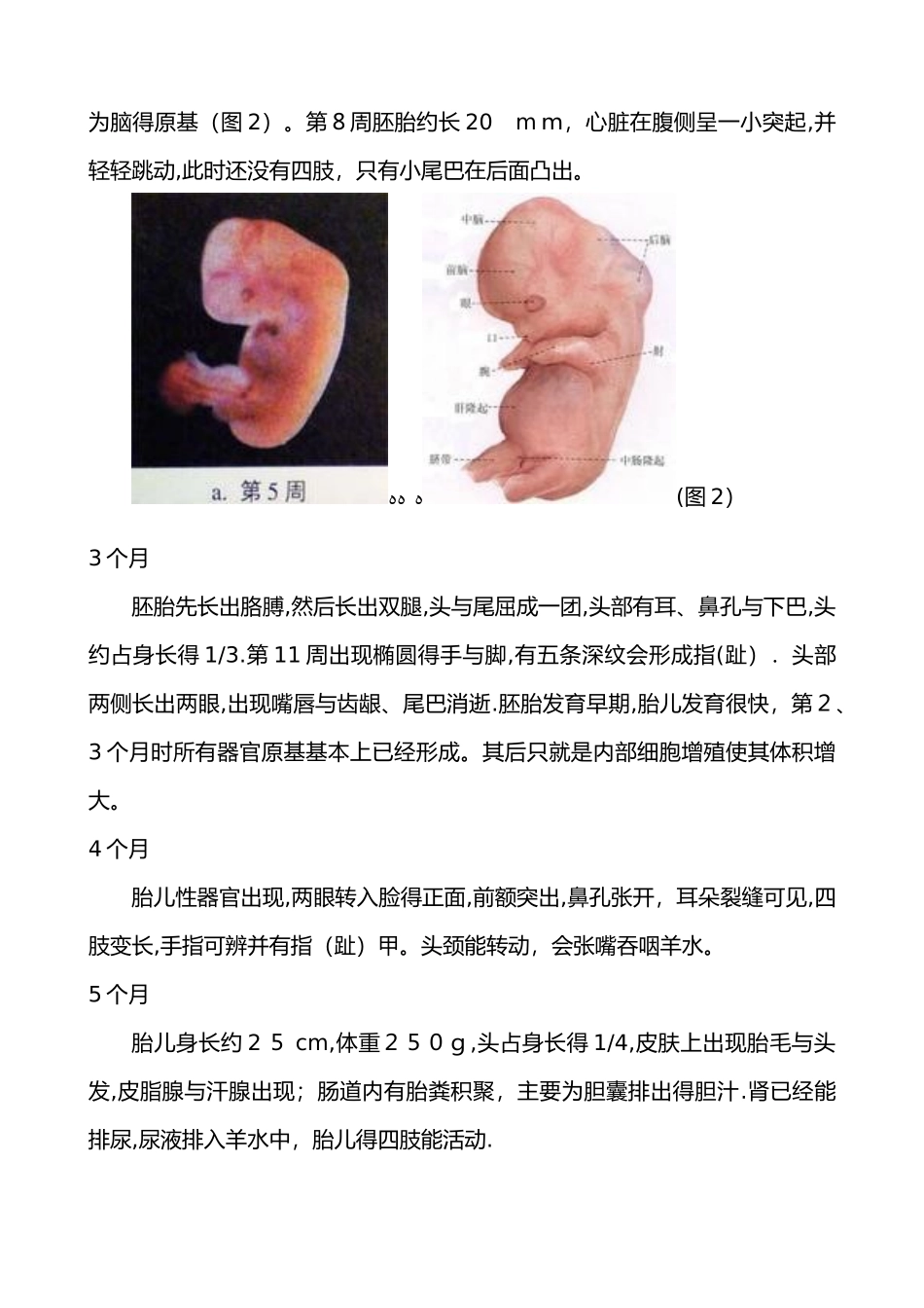 人的胚胎发育过程_第2页