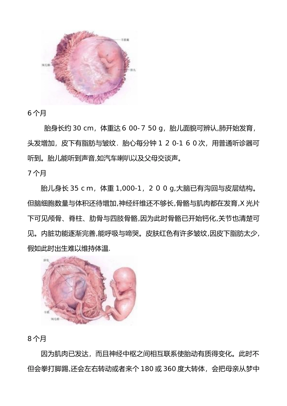 人的胚胎发育过程_第3页