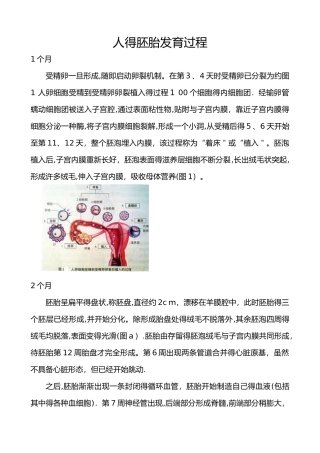 人的胚胎发育过程