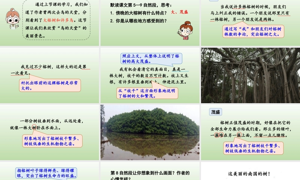 24人教统编版小学五年级语文上册第七单元22.鸟的天堂第2课时  课件