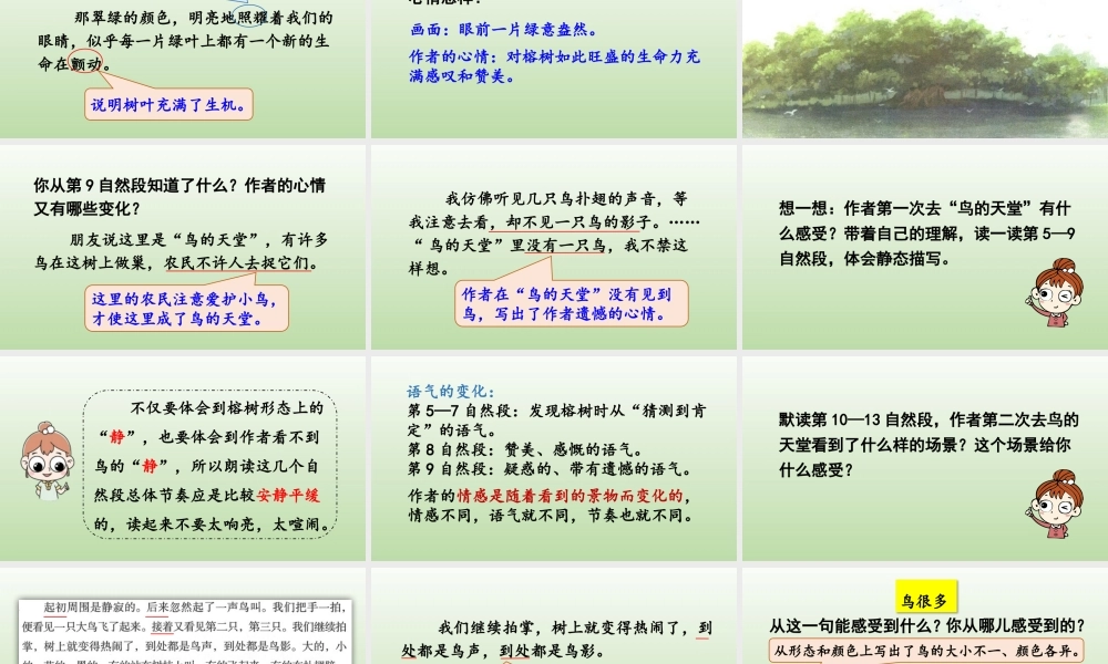 24人教统编版小学五年级语文上册第七单元22.鸟的天堂第2课时  课件