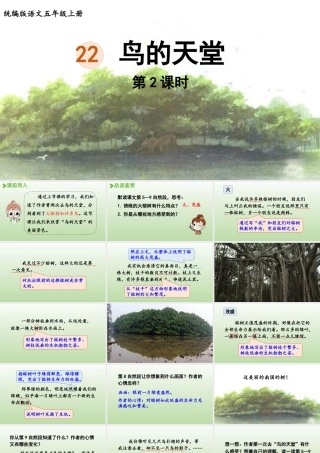 24人教统编版小学五年级语文上册第七单元22.鸟的天堂第2课时  课件