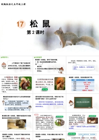 24人教统编版小学五年级语文上册第五单元17.松鼠第2课时  课件