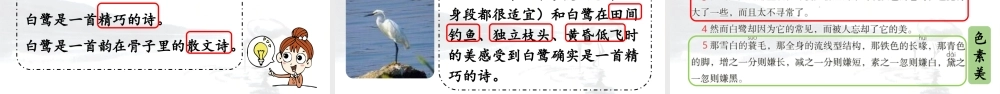 24人教统编版小学五年级语文上册第一单元1.白鹭第1课时  课件