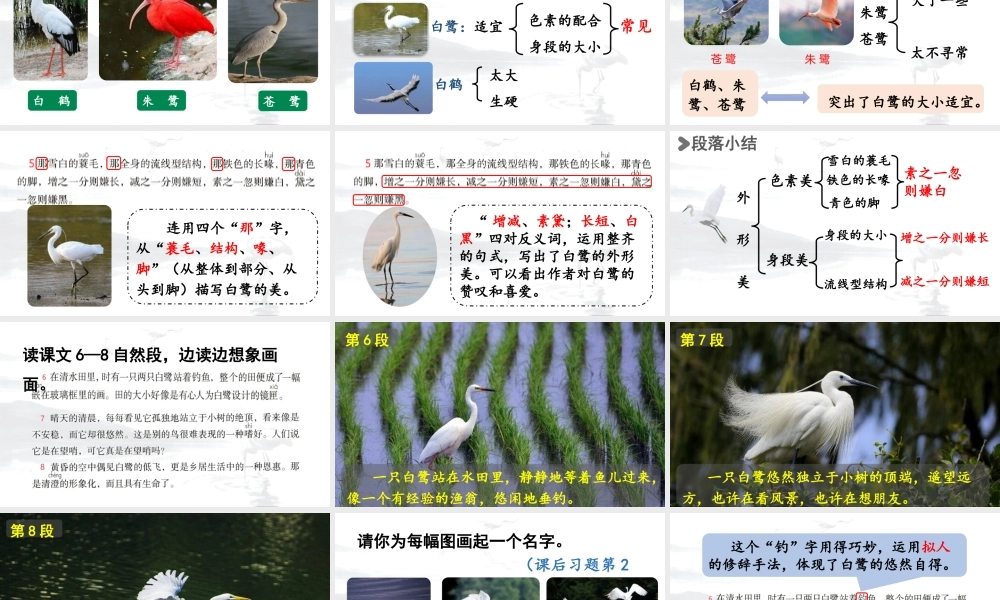 24人教统编版小学五年级语文上册第一单元1.白鹭第2课时  课件