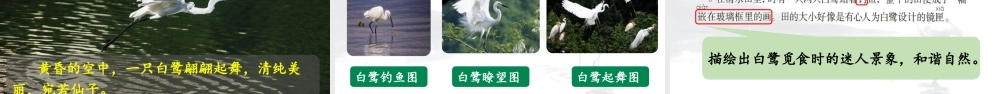 24人教统编版小学五年级语文上册第一单元1.白鹭第2课时  课件