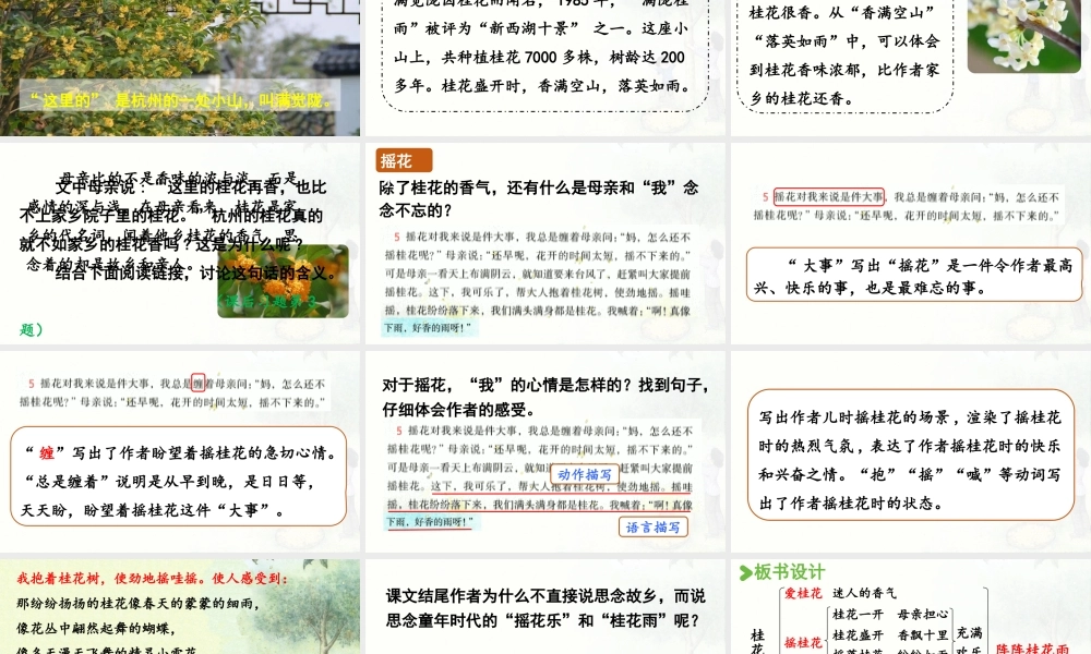 24人教统编版小学五年级语文上册第一单元3.桂花雨第2课时  课件