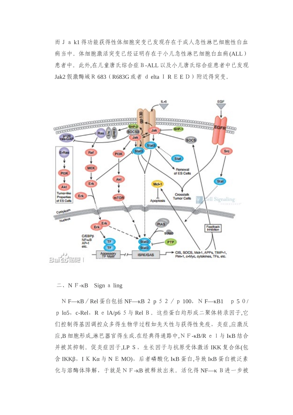 免疫和炎症相关信号通路_第2页