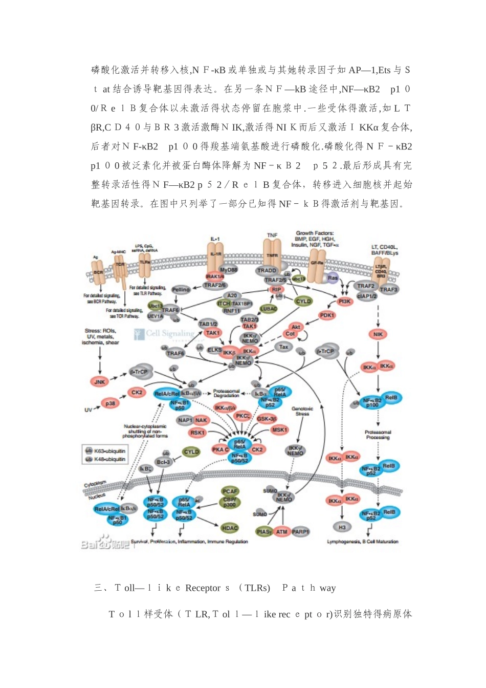 免疫和炎症相关信号通路_第3页