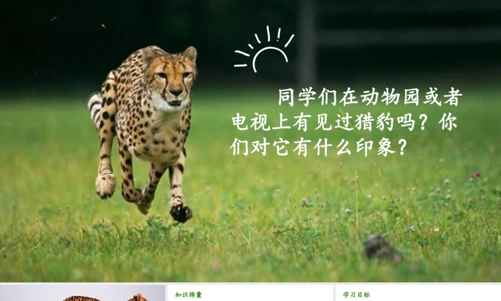   人教统编24版小学语文五年级上册第二单元7.什么比猎豹的速度更快课件