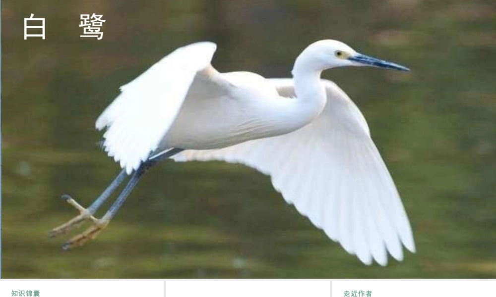 人教统编24版小学语文五年级上册第一单元1.白鹭课件