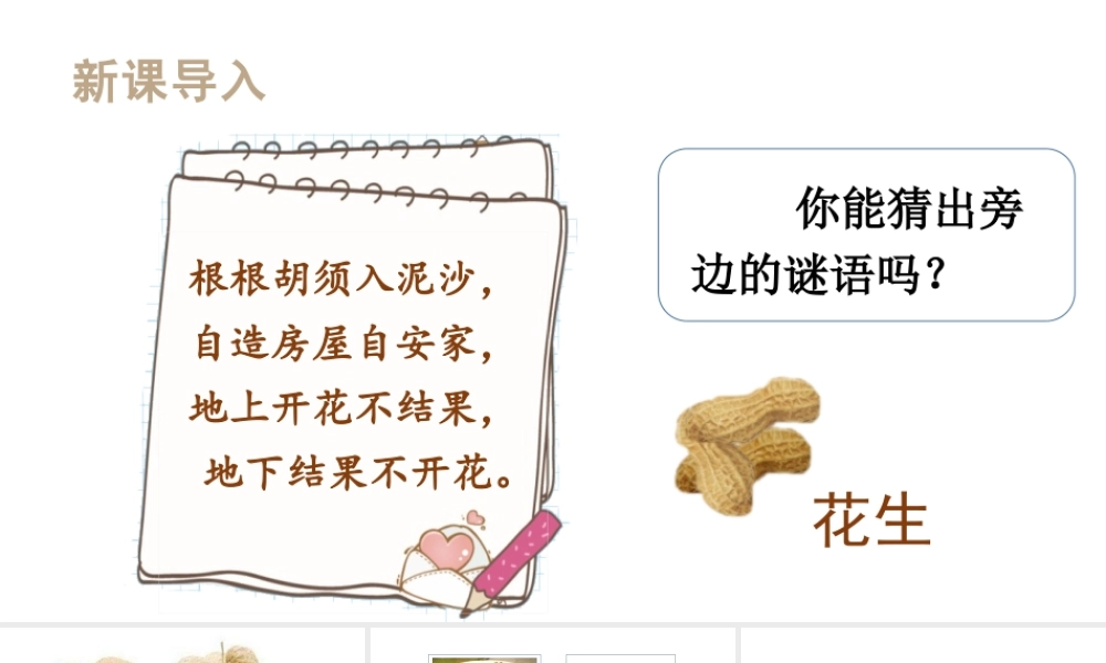 人教统编24版小学语文五年级上册第一单元2.落花生课件