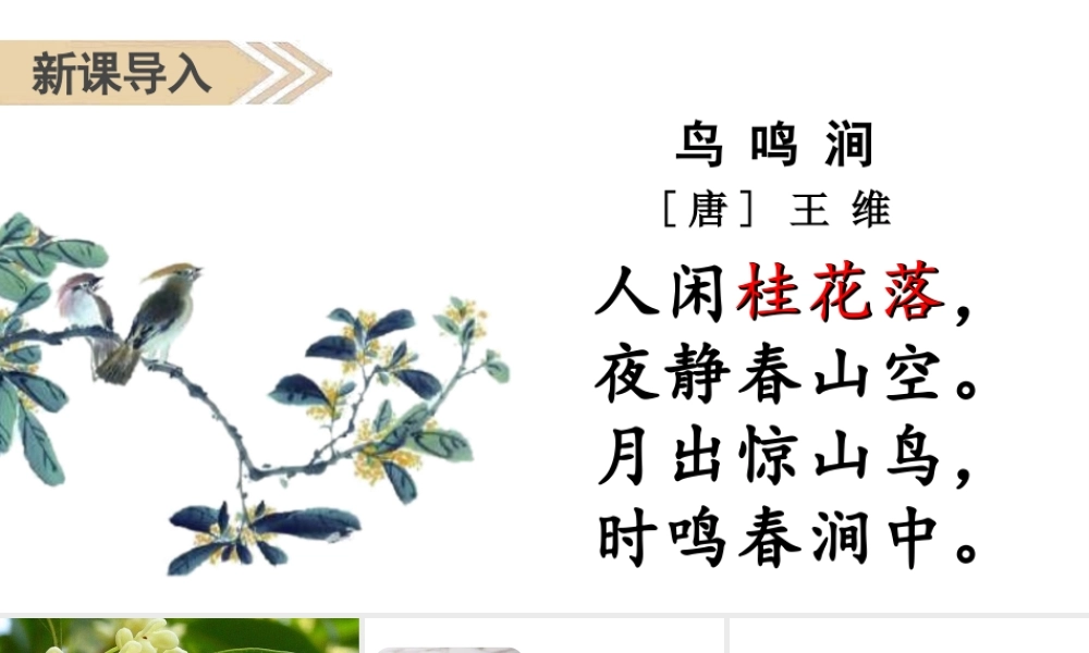 人教统编24版小学语文五年级上册第一单元3.桂花雨课件