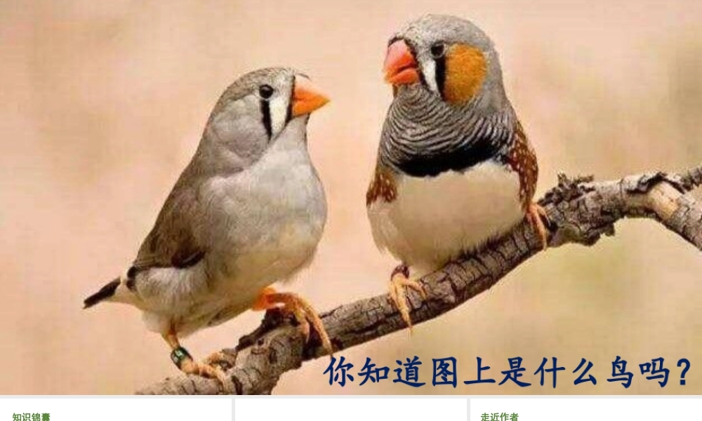 人教统编24版小学语文五年级上册第一单元4.珍珠鸟课件
