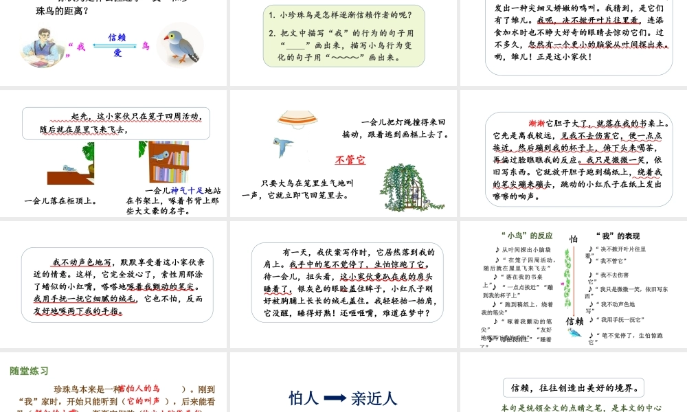 人教统编24版小学语文五年级上册第一单元4.珍珠鸟课件