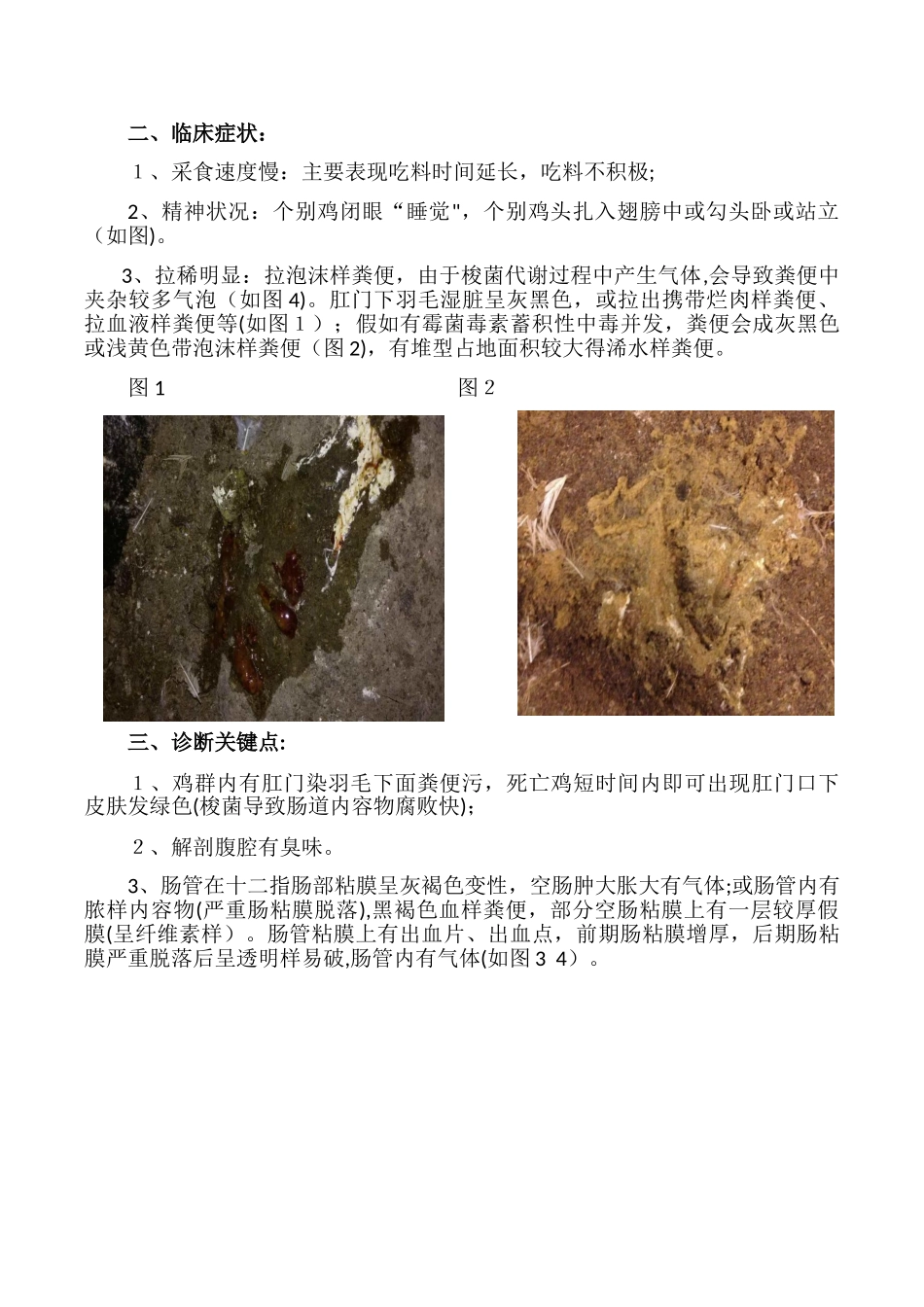关于种鸡坏死性肠炎防控_第2页