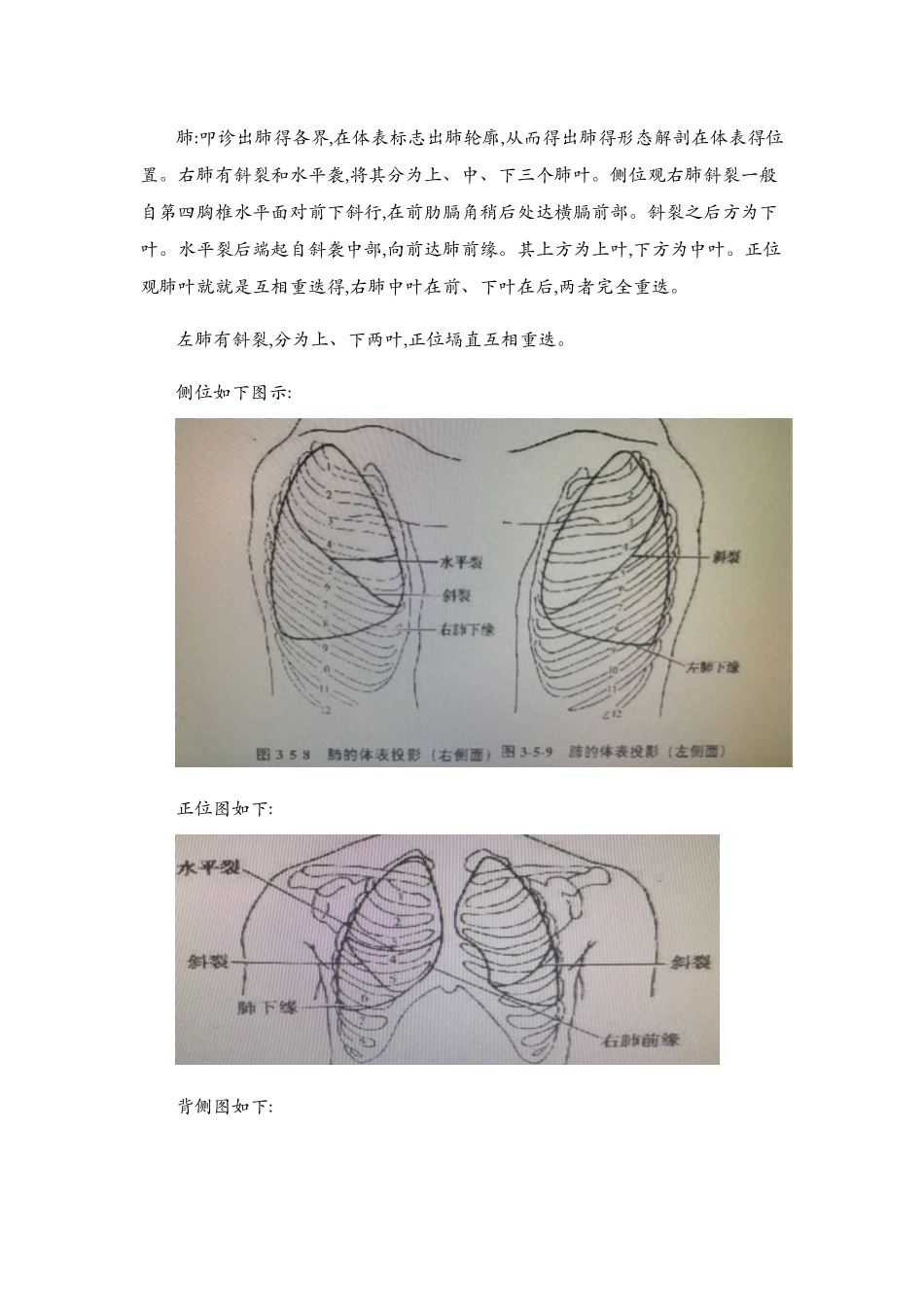 内脏筋膜学习总结1_第2页
