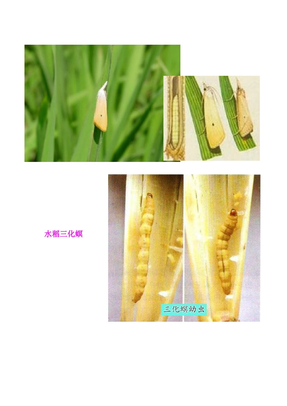 农作物常见病虫害图片_第2页