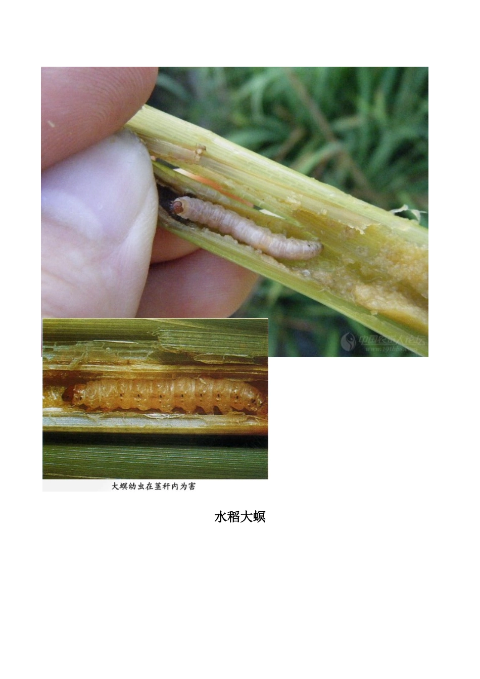 农作物常见病虫害图片_第3页