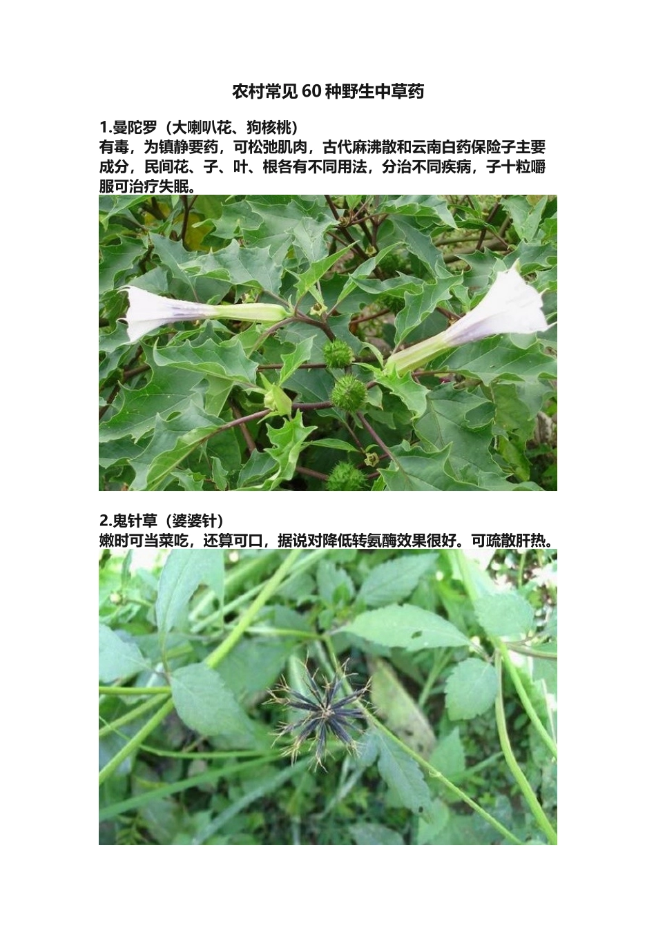 农村常见60种野生中草药_第1页