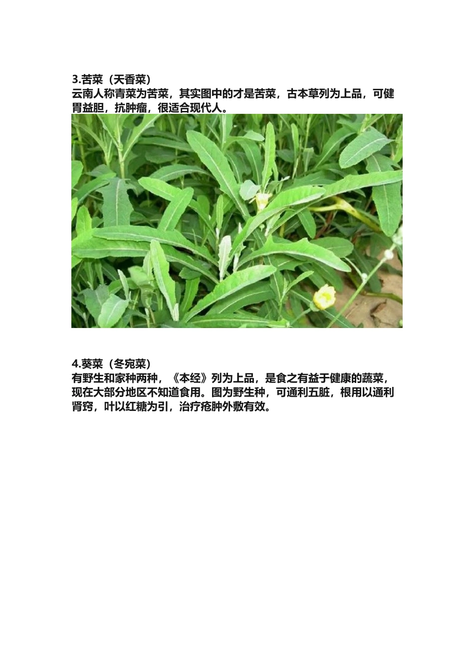 农村常见60种野生中草药_第2页