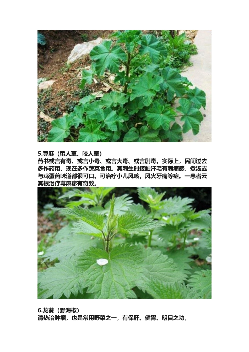 农村常见60种野生中草药_第3页