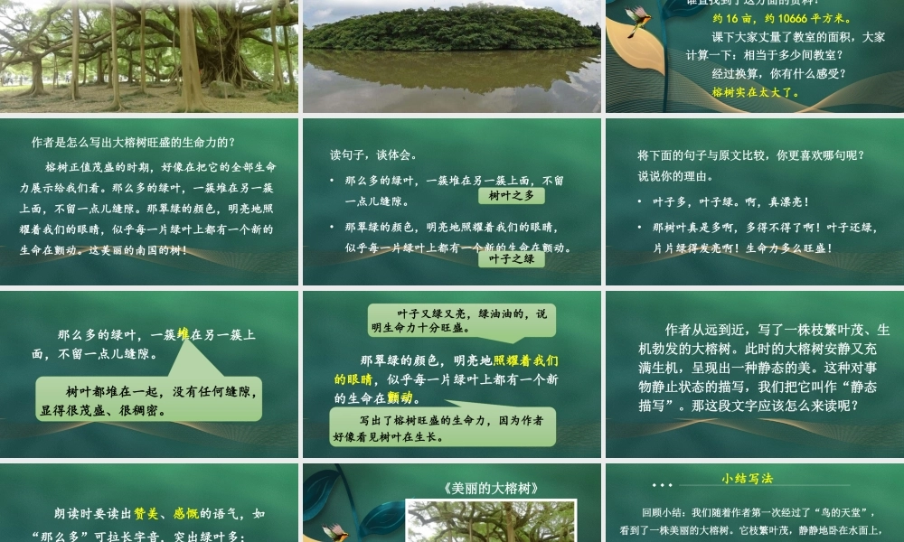 24统编版小学语文五年级上册第七单元22 鸟的天堂课件