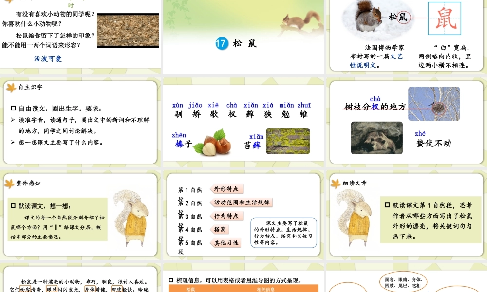 24统编版小学语文五年级上册第五单元17 松鼠课件