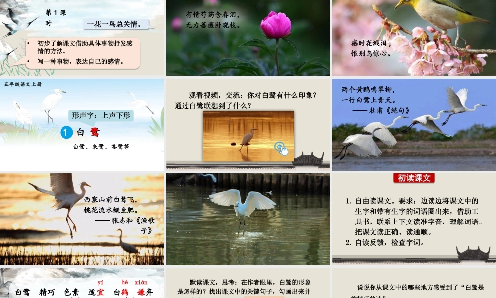 24统编版小学语文五年级上册第一单元1 白鹭课件