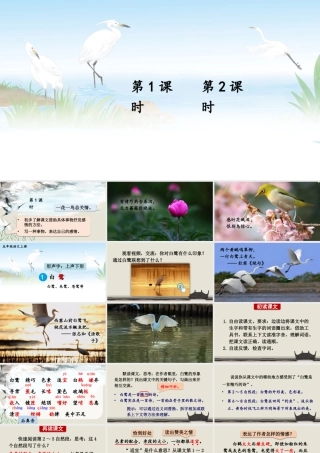 24统编版小学语文五年级上册第一单元1 白鹭课件