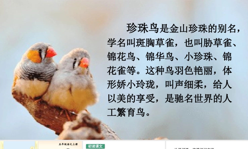 24统编版小学语文五年级上册第一单元4 珍珠鸟课件